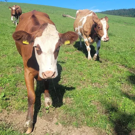 Farmház Gantershof Titisee-Neustadt