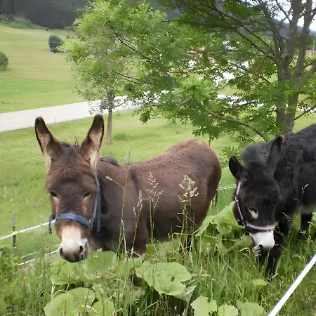 Gantershof * Titisee-Neustadt